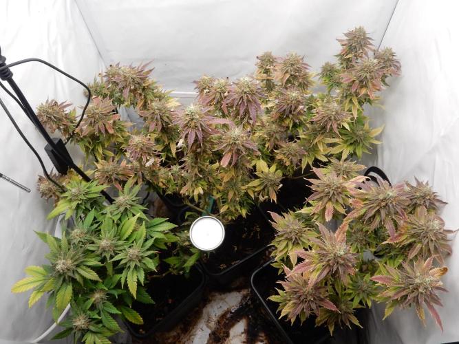 Euforia Winter-Grow from Clones. Week 15
