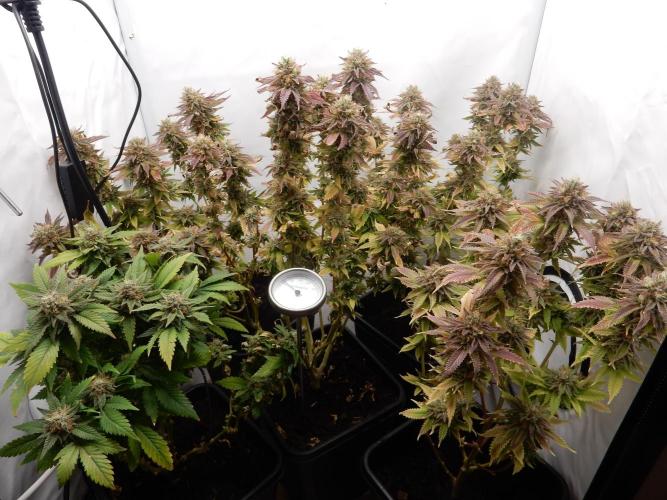 Euforia Winter-Grow from Clones. Week 15