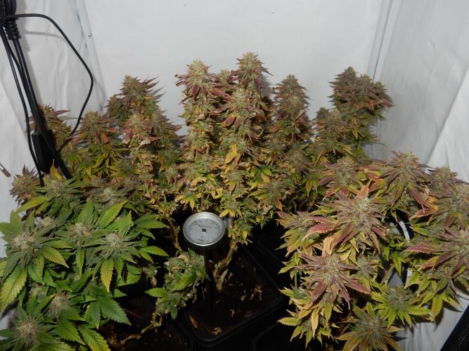 Euforia Winter-Grow from Clones. Week 15