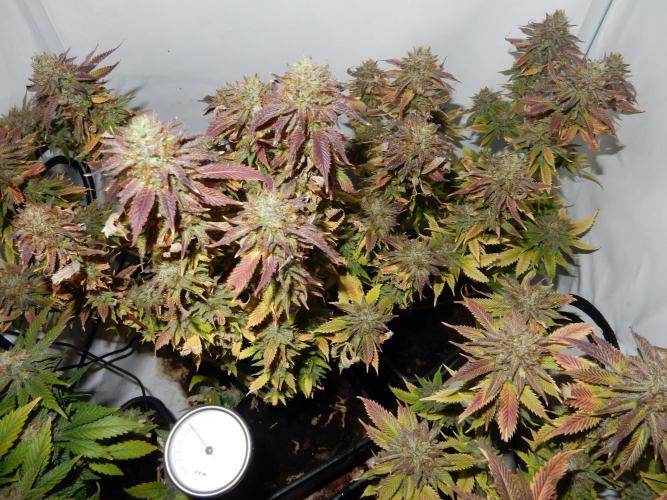 Euforia Winter-Grow from Clones. Week 15