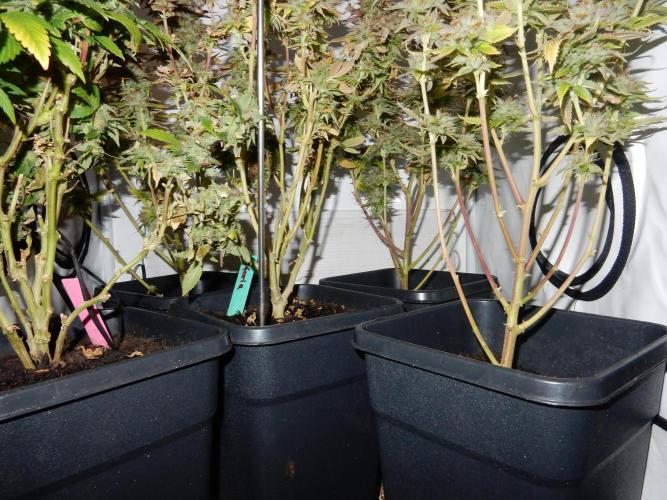 Euforia Winter-Grow from Clones. Week 15