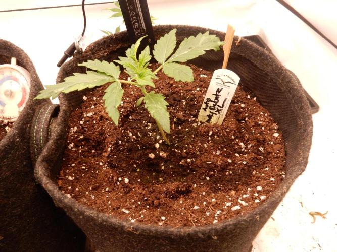 Auto Candy Bubatz XL - I/O. Week 2