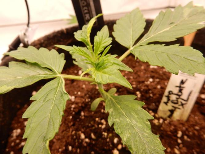 Auto Candy Bubatz XL - I/O. Week 2