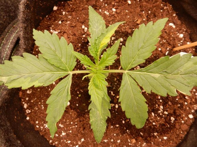 Auto Candy Bubatz XL - I/O. Week 2