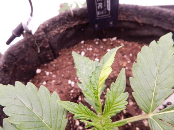 Auto Candy Bubatz XL - I/O. Week 2