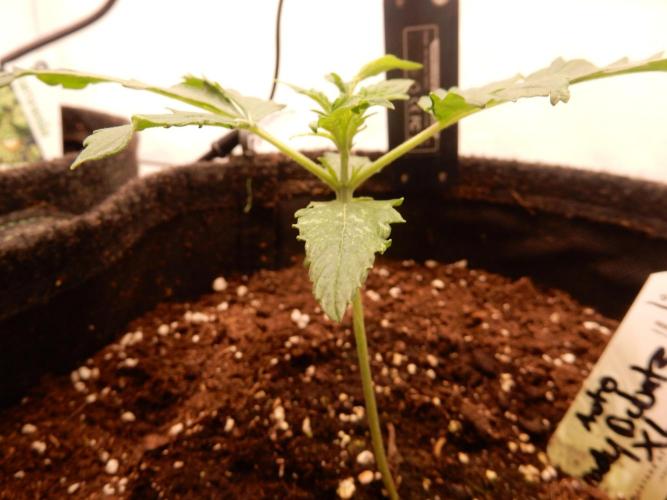 Auto Candy Bubatz XL - I/O. Week 2