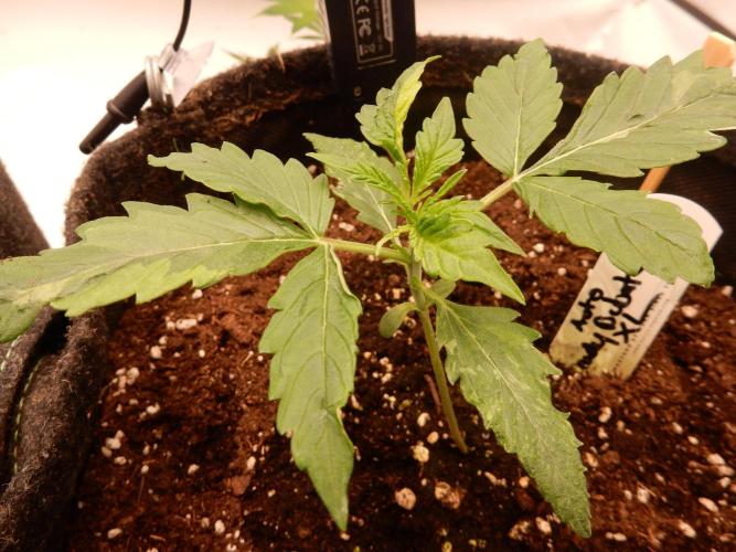 Auto Candy Bubatz XL - I/O. Week 2