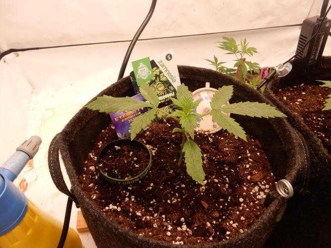 Sticky Broccoli Auto - EGC 2026. Week 2