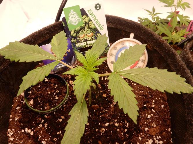 Sticky Broccoli Auto - EGC 2026. Week 2