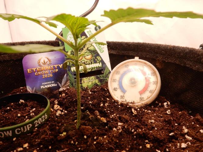 Sticky Broccoli Auto - EGC 2026. Week 2