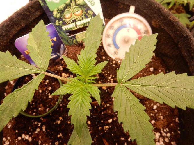 Sticky Broccoli Auto - EGC 2026. Week 2