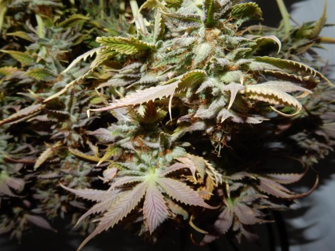 Euforia Winter-Grow from Clones. Week 16