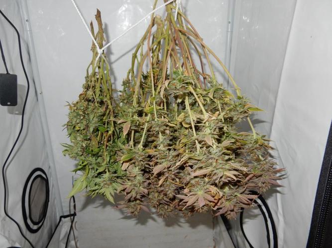 Euforia Winter-Grow from Clones. Week 16