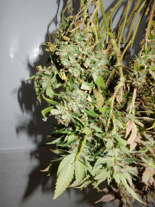 Euforia Winter-Grow from Clones. Week 16