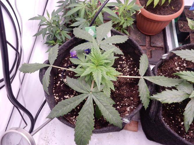 Sticky Broccoli Auto - EGC 2026. Week 3