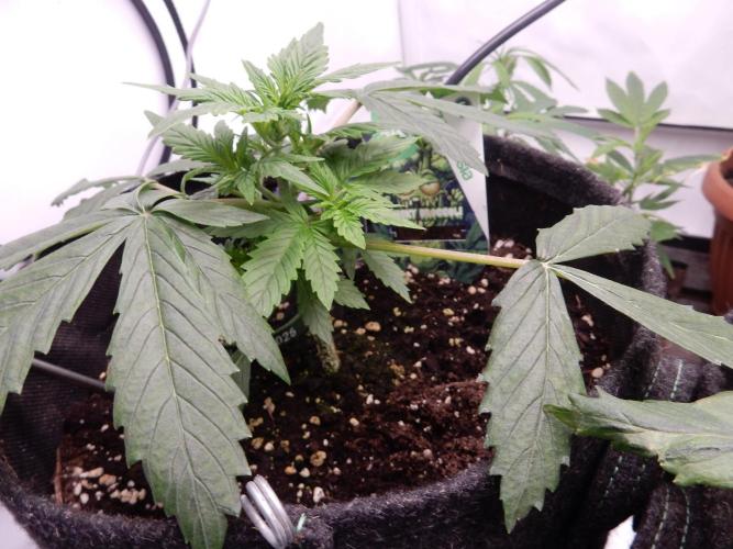 Sticky Broccoli Auto - EGC 2026. Week 3