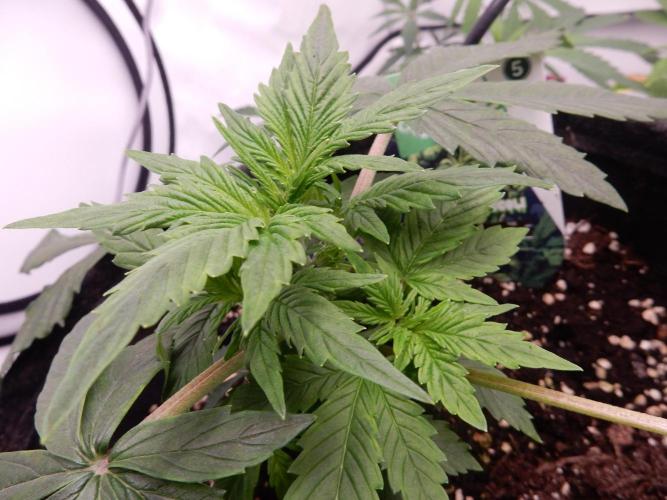 Sticky Broccoli Auto - EGC 2026. Week 3