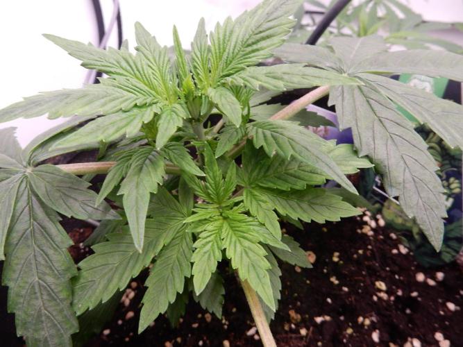 Sticky Broccoli Auto - EGC 2026. Week 3