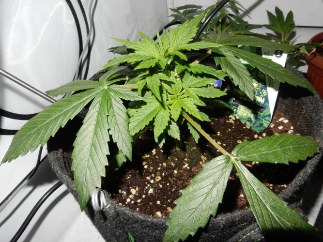 Sticky Broccoli Auto - EGC 2026. Week 3