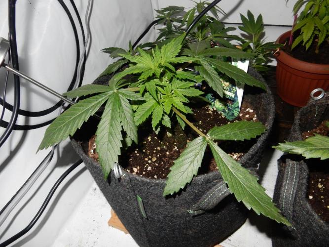 Sticky Broccoli Auto - EGC 2026. Week 3