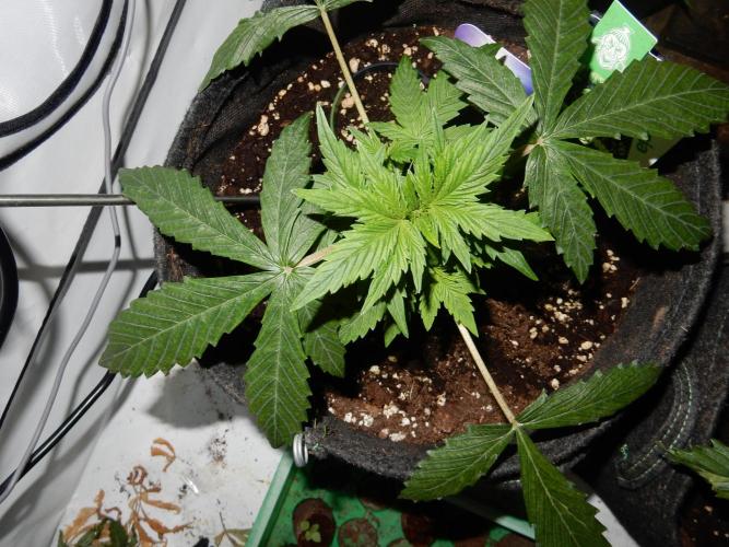 Sticky Broccoli Auto - EGC 2026. Week 3