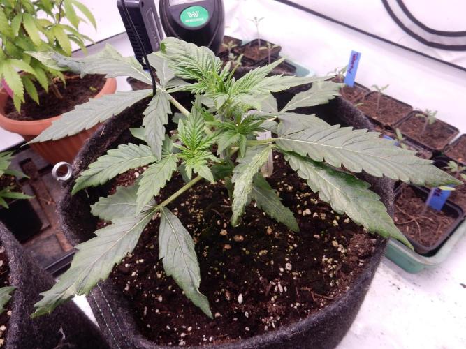 Auto Candy Bubatz XL - I/O. Week 3
