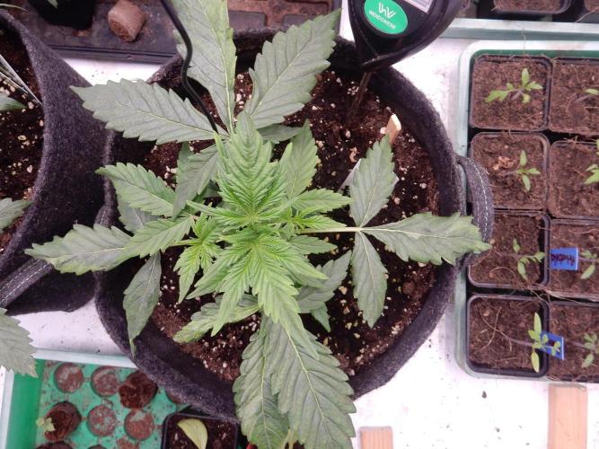 Auto Candy Bubatz XL - I/O. Week 3