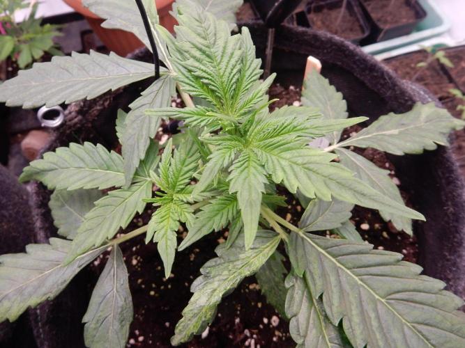 Auto Candy Bubatz XL - I/O. Week 3