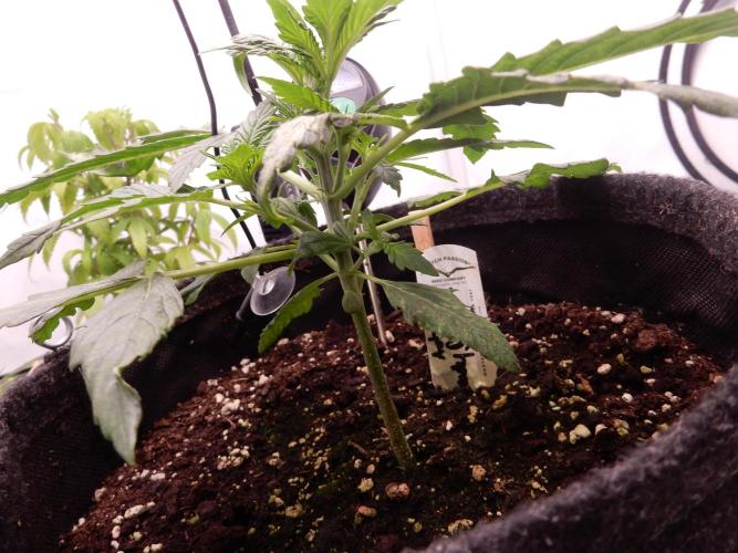Auto Candy Bubatz XL - I/O. Week 3