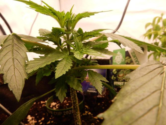 Auto Candy Bubatz XL. Week 3