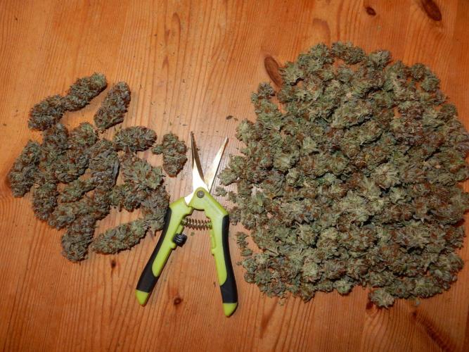 Euforia Winter-Grow from Clones. Week 16
