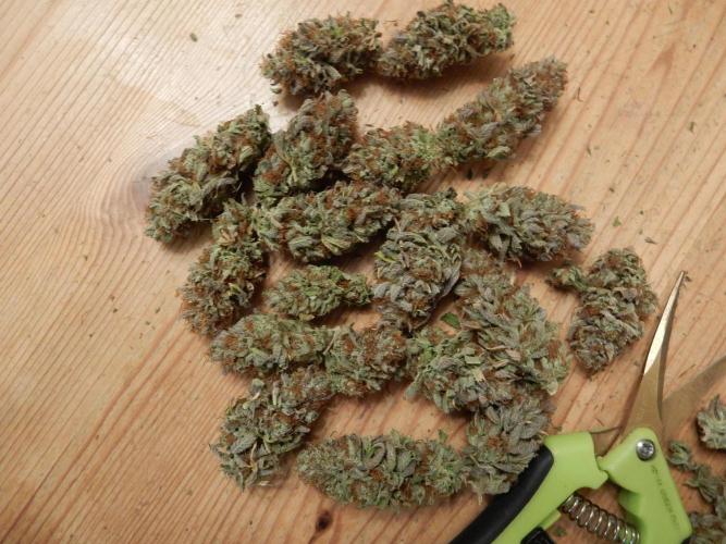 Euforia Winter-Grow from Clones. Week 16