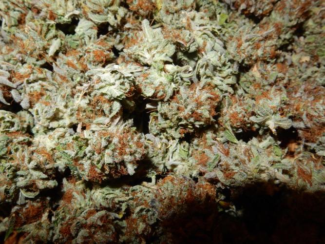 Euforia Winter-Grow from Clones. Week 16