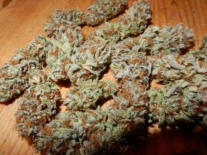 Euforia Winter-Grow from Clones. Week 16
