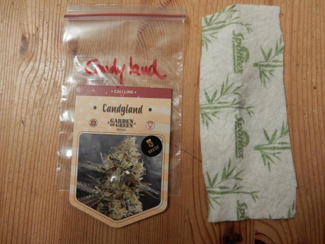 Candyland - Outdoor 26. Week 0
