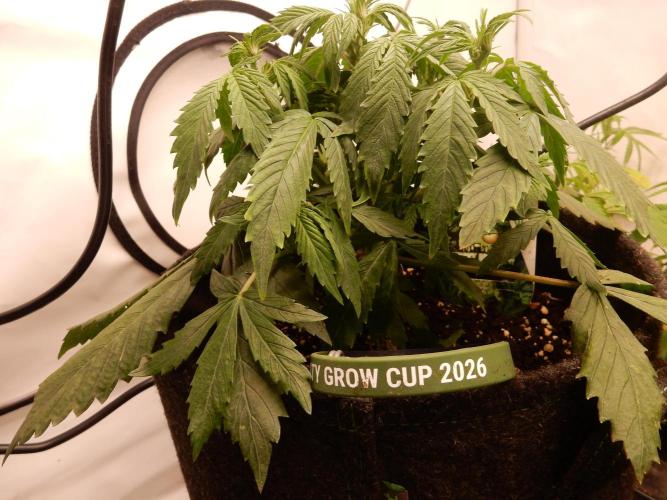 Sticky Broccoli Auto - EGC 2026. Week 4 - Kurz vor Dunkelheit