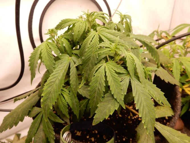 Sticky Broccoli Auto - EGC 2026. Week 4