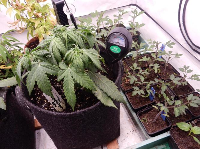 Auto Candy Bubatz XL - I/O. Week 4