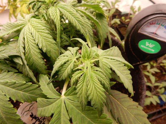 Auto Candy Bubatz XL - I/O. Week 4