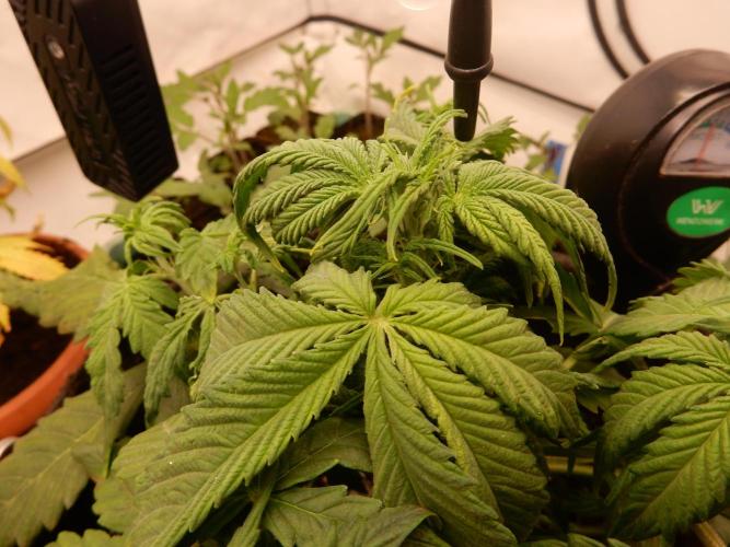 Auto Candy Bubatz XL - I/O. Week 4