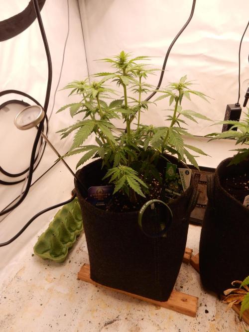 Sticky Broccoli Auto - EGC 2026. Week 5