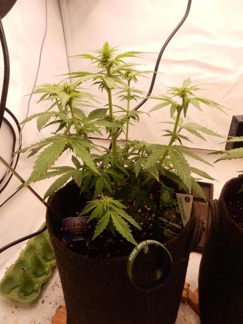 Sticky Broccoli Auto - EGC 2026. Week 5