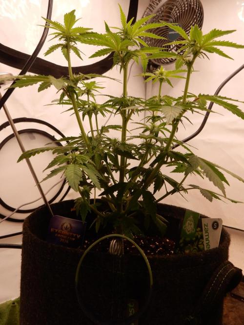 Sticky Broccoli Auto - EGC 2026. Week 5