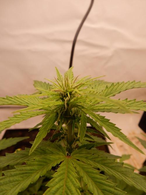 Sticky Broccoli Auto - EGC 2026. Week 5