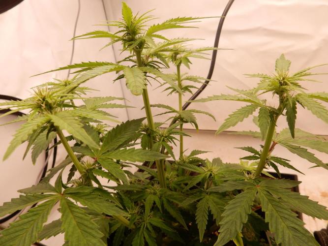 Sticky Broccoli Auto - EGC 2026. Week 5