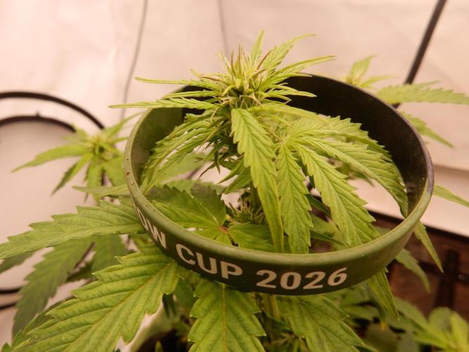 Sticky Broccoli Auto - EGC 2026. Week 5