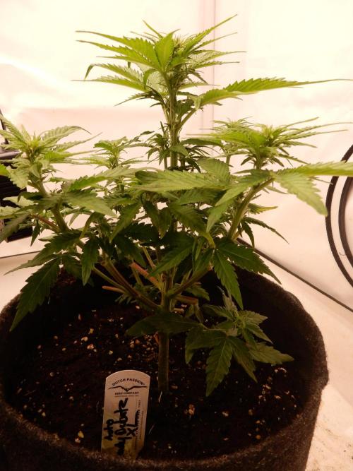 Auto Candy Bubatz XL - I/O. Week 5