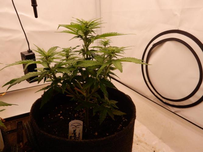 Auto Candy Bubatz XL - I/O. Week 5