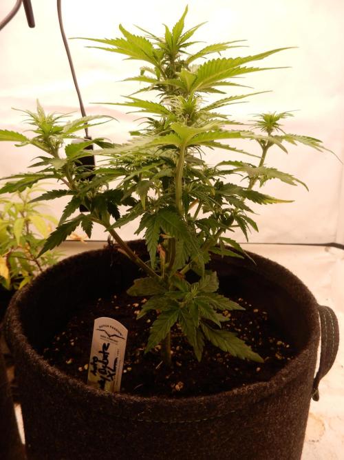 Auto Candy Bubatz XL - I/O. Week 5