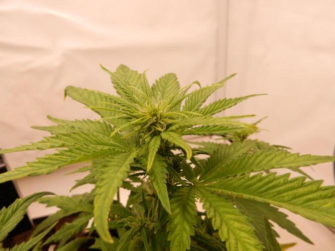 Auto Candy Bubatz XL - I/O. Week 5